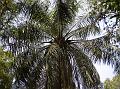African Oil Palm